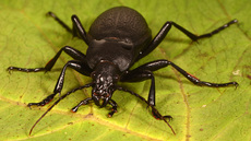 Lederlaufkäfer (3).jpg